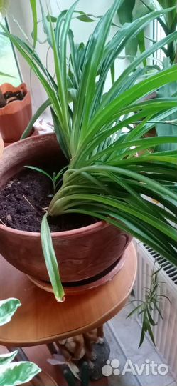 Хлорофитум