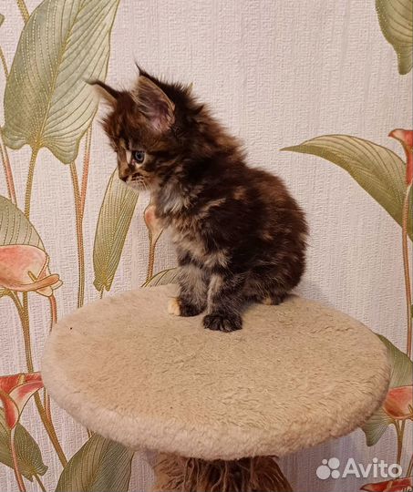Котята мейн-кун