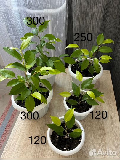 Фикус бенджамина