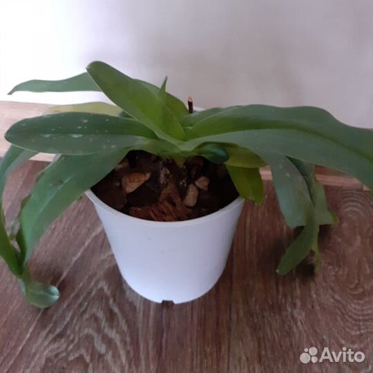 Орхидея башмачок пафиопедилум