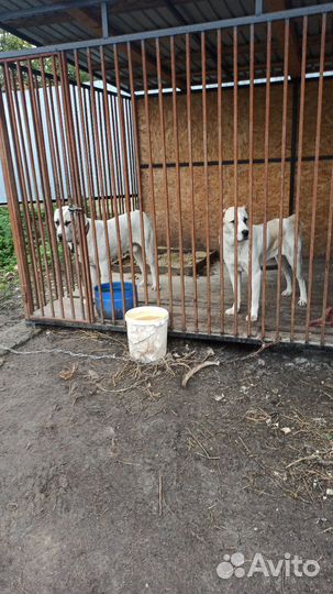 Чистокровный алабай, вязка