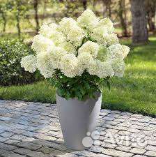 Большемеры в горшках