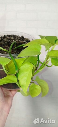 Сциндапсус Неон 2 шт в горшке 1 литр