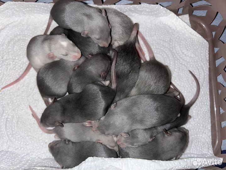 Голубые крысята Дамбо.Доставка.Клетки