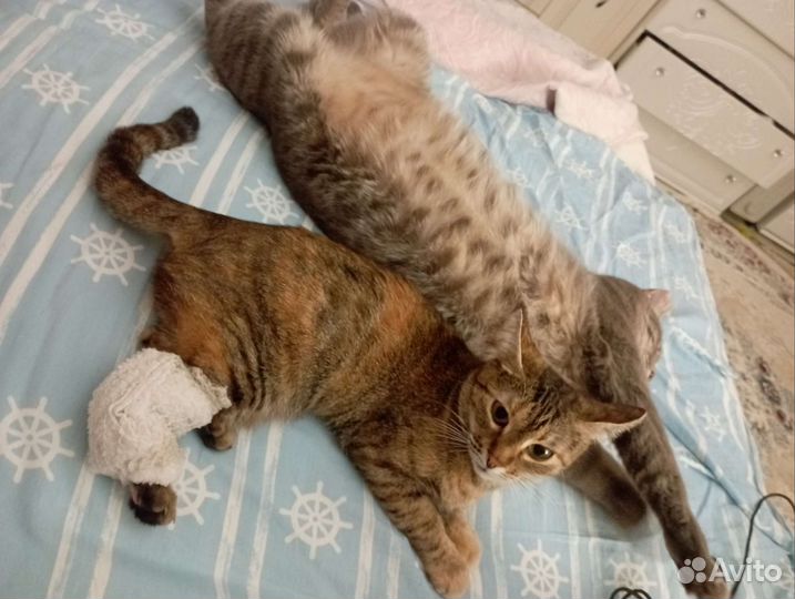 Кошка инвалид Бусинка, 3 года