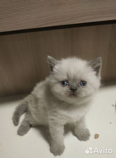Шотландские котята