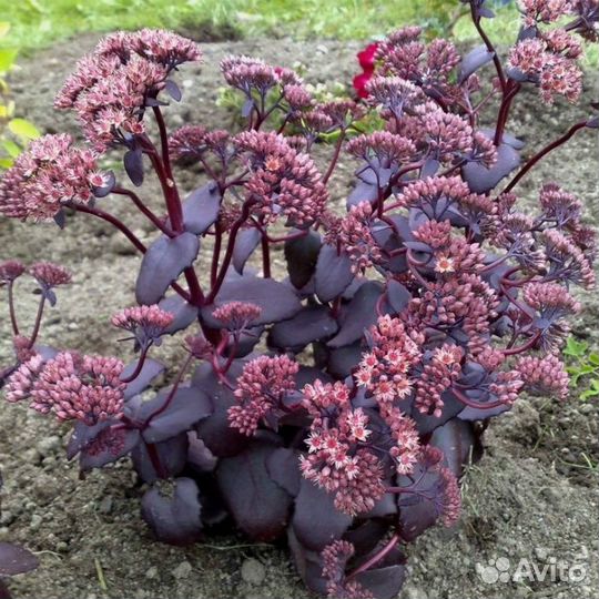 Седум Пурпурный император и спирея Литл Принцесс