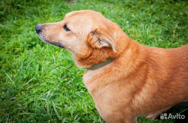 Собака из приюта в добрые руки