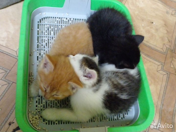 Котята в добрые руки бесплатно