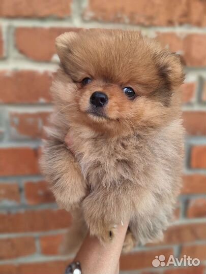 Щенки померанского шпица