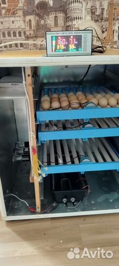 Автоматический инкубатор