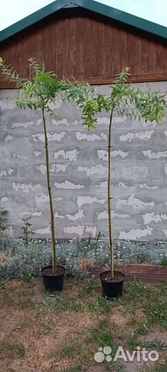 Ива Хакура Нишики на штамбе