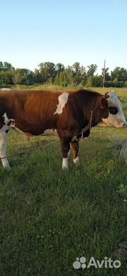 Бык Симментал