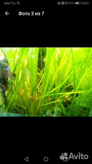 Аквариумные растения