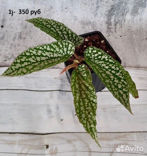 Бегонии. Комнатные цветы