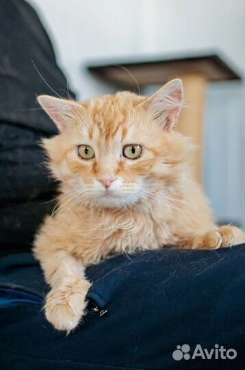 Шикарный кот ждёт хозяина