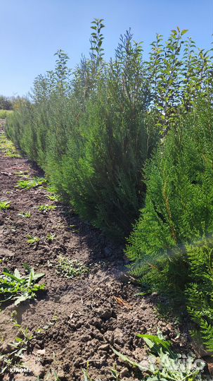 Саженцы туя