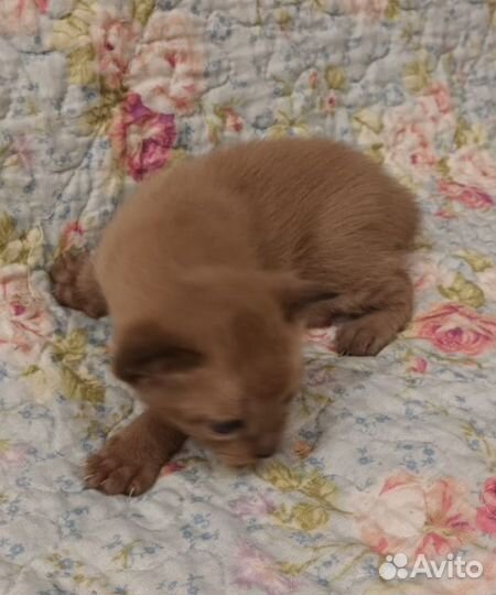 Бурма тайская малыши