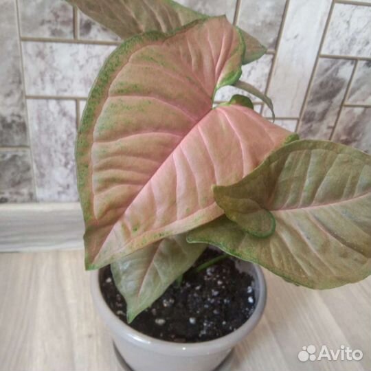 Сингониум пинк флескед