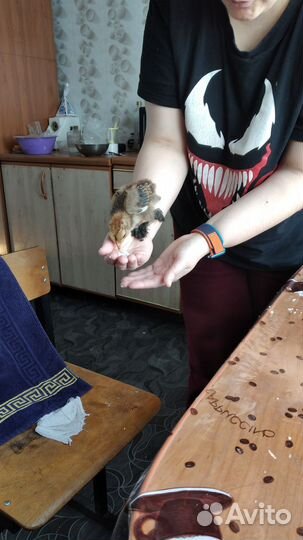 Куры цыплята