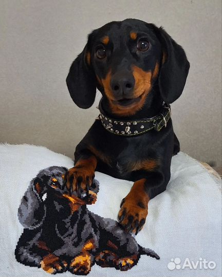 Такса вязка девочка