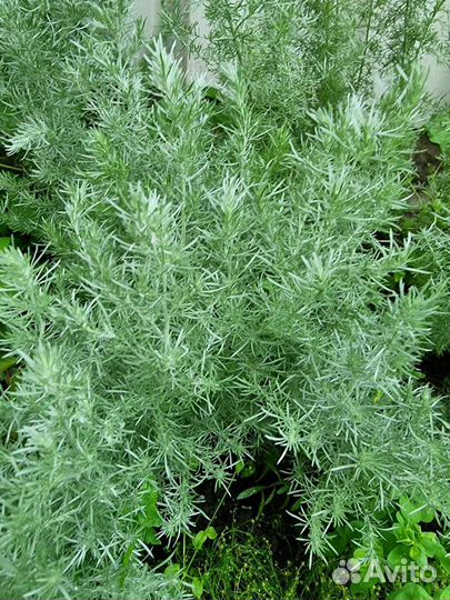 Почвопокровные, сирень