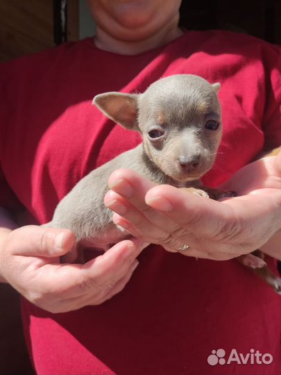 Мини той-терьер щенки