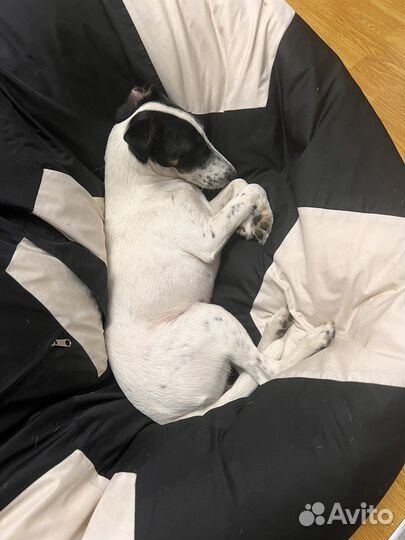 Фокстерьер