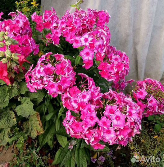 Флокс Игорь Тальков и др, гортензия, ромашка