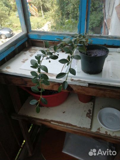 Кизильник Даммера Major