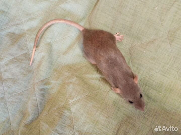 Крысы дамбо с клеткой