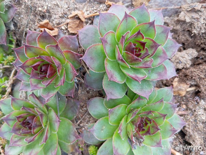 Набор молодил