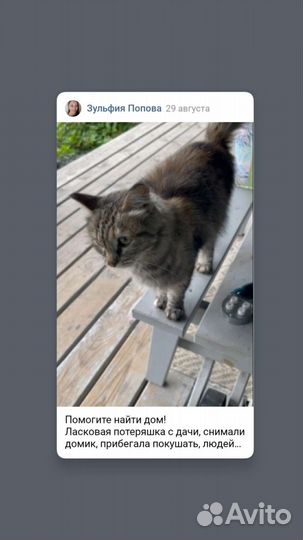 Отдам бесплатно Кошку