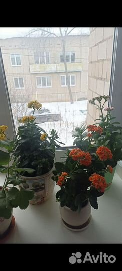Каланхоэ лечебное, цветущее