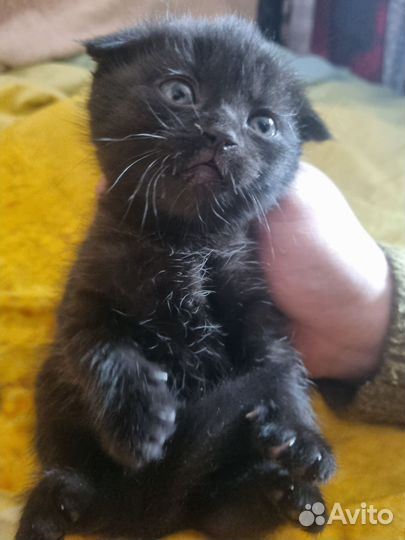 Кошки