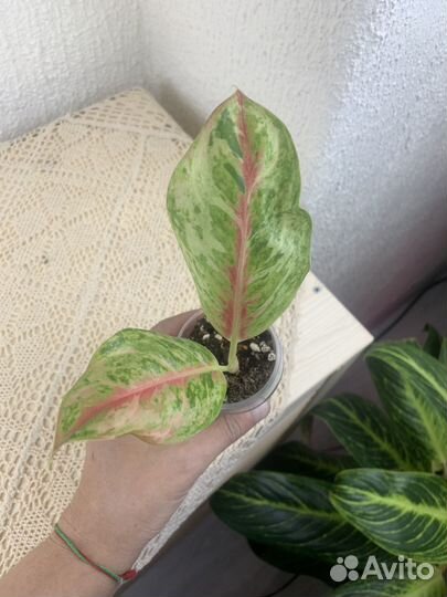 Аглаонема тепличные малыши