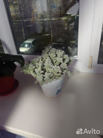 Цветы в горшках