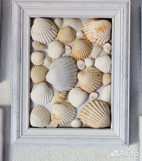 Морские ракушки