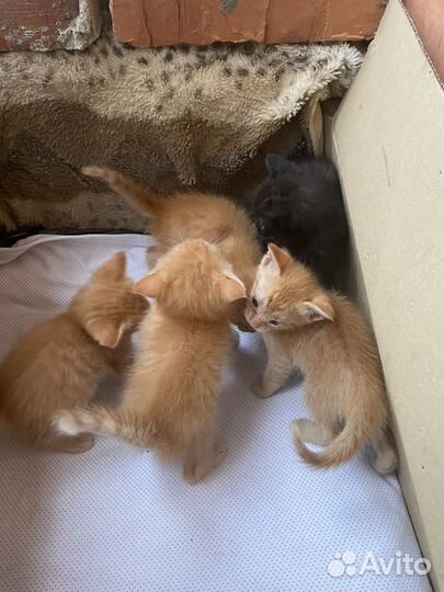 Котята в добрые руки бесплатно