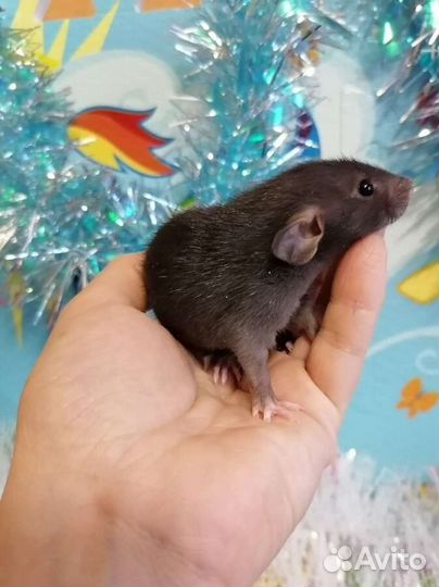 Крысята дамбо, клетка,доставка, крыса