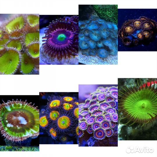 Морские кораллы рыба