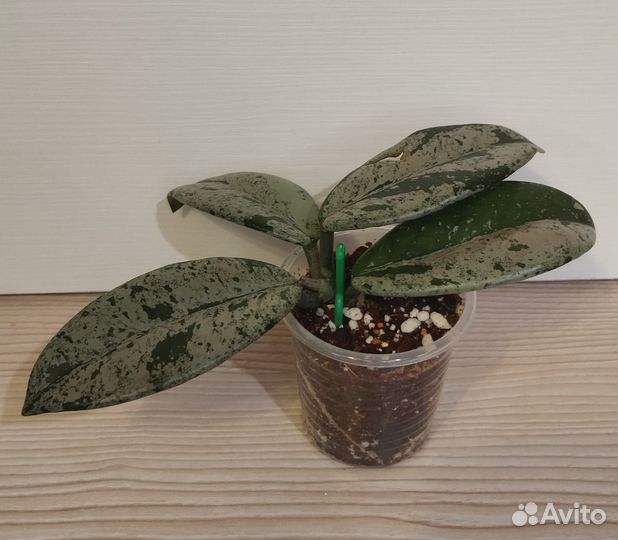 Хойя wilbur graves