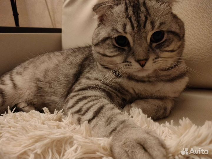 Британский кот на вязку