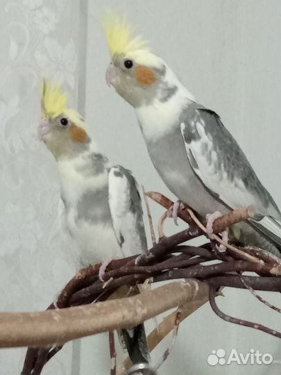 Птенцы корелла