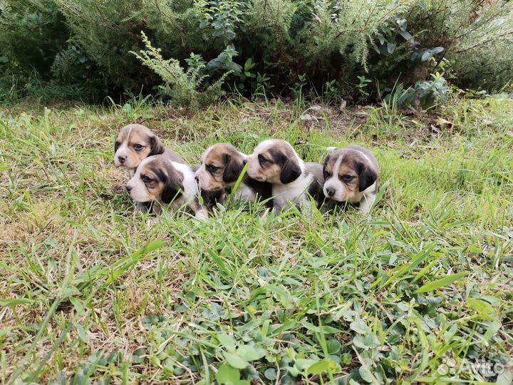 Щенки бигль