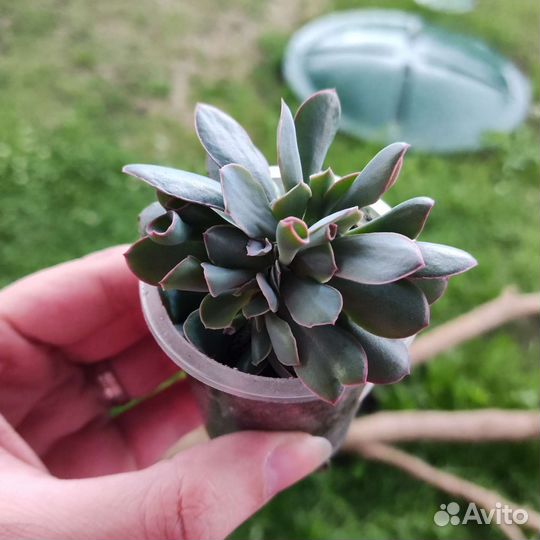 Эхеверия Трампет Пинки (Echeveria Trumpet Pinky)