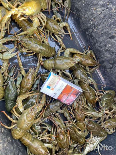 Живые раки