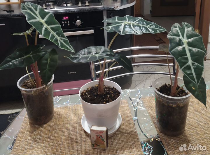 Алоказия полли