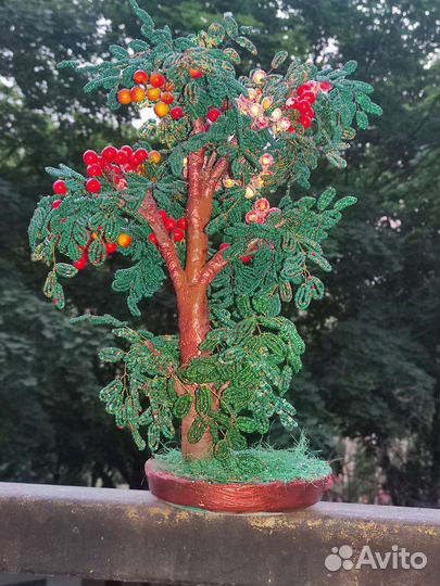 Можжевельник