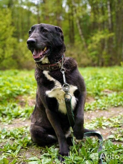 Собака-обнимака в добрые руки